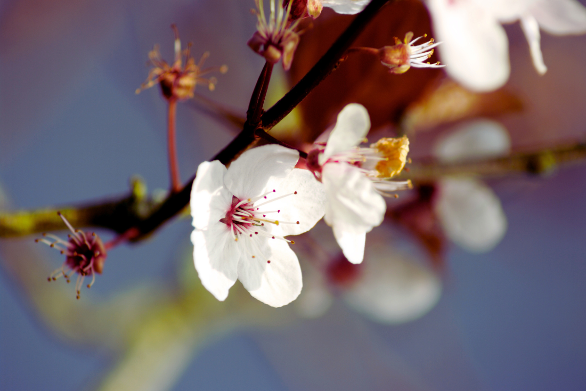 Hárs, galagonya és hibiszkusz